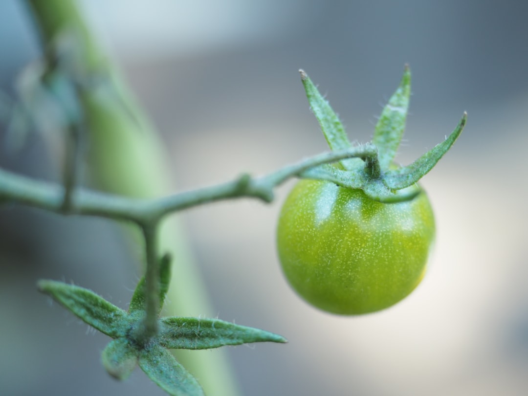 The Secret to a Lush Indoor Oasis: Low - Maintenance Houseplants
