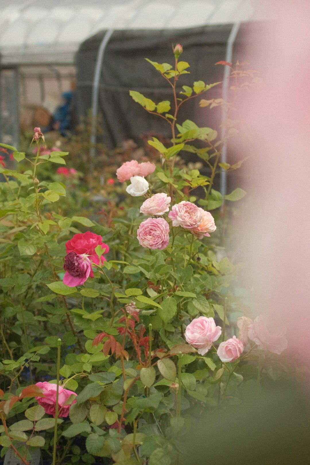Unveiling the Perfect Houseplant Match for Your Zodiac Sign