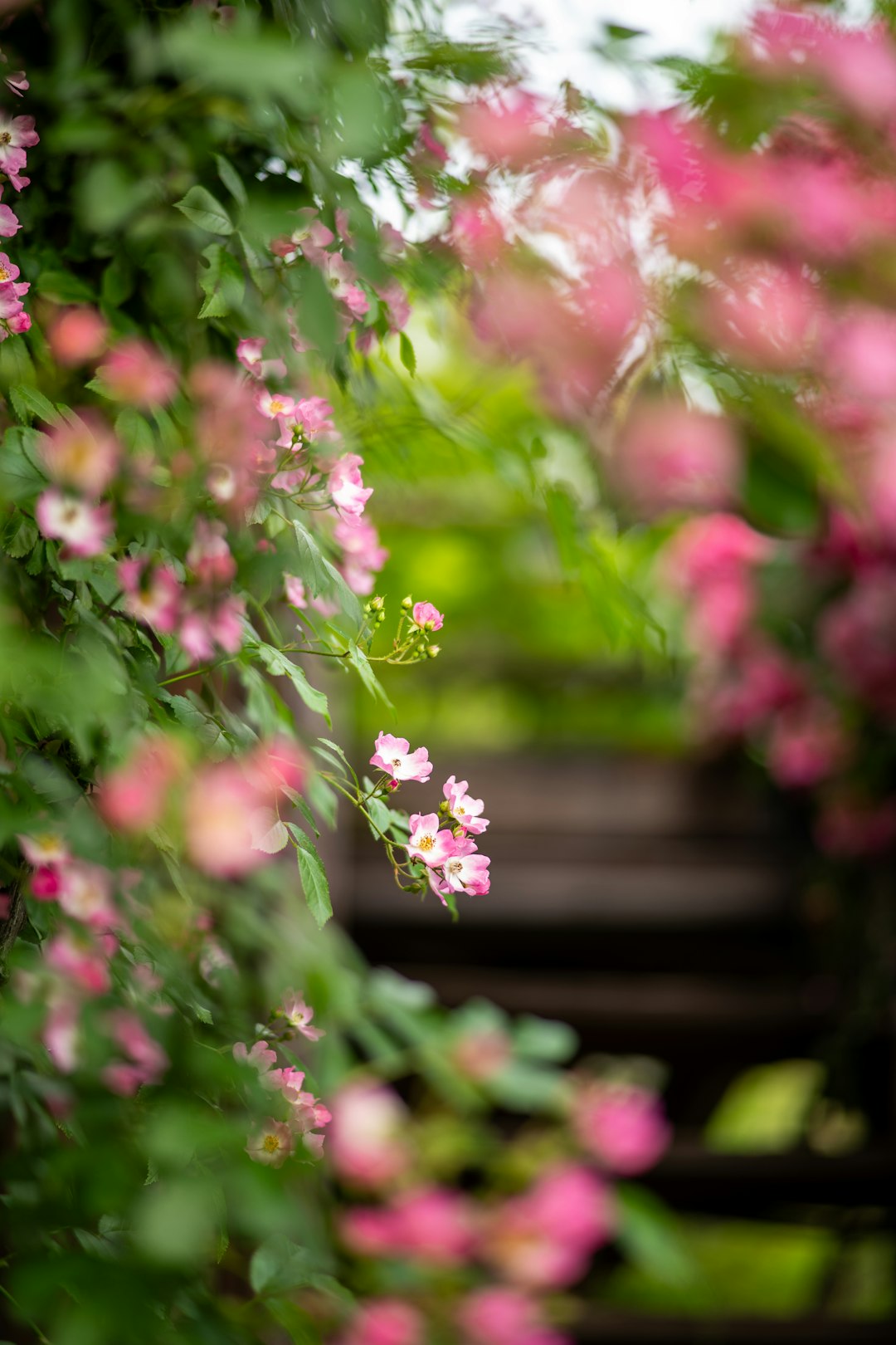 The Secret to Thriving Spring Tomatoes: Indoor Seed Starting