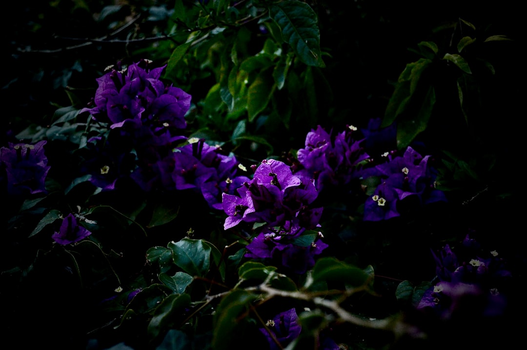 The Enchanting Late - Bloomers in Your Garden