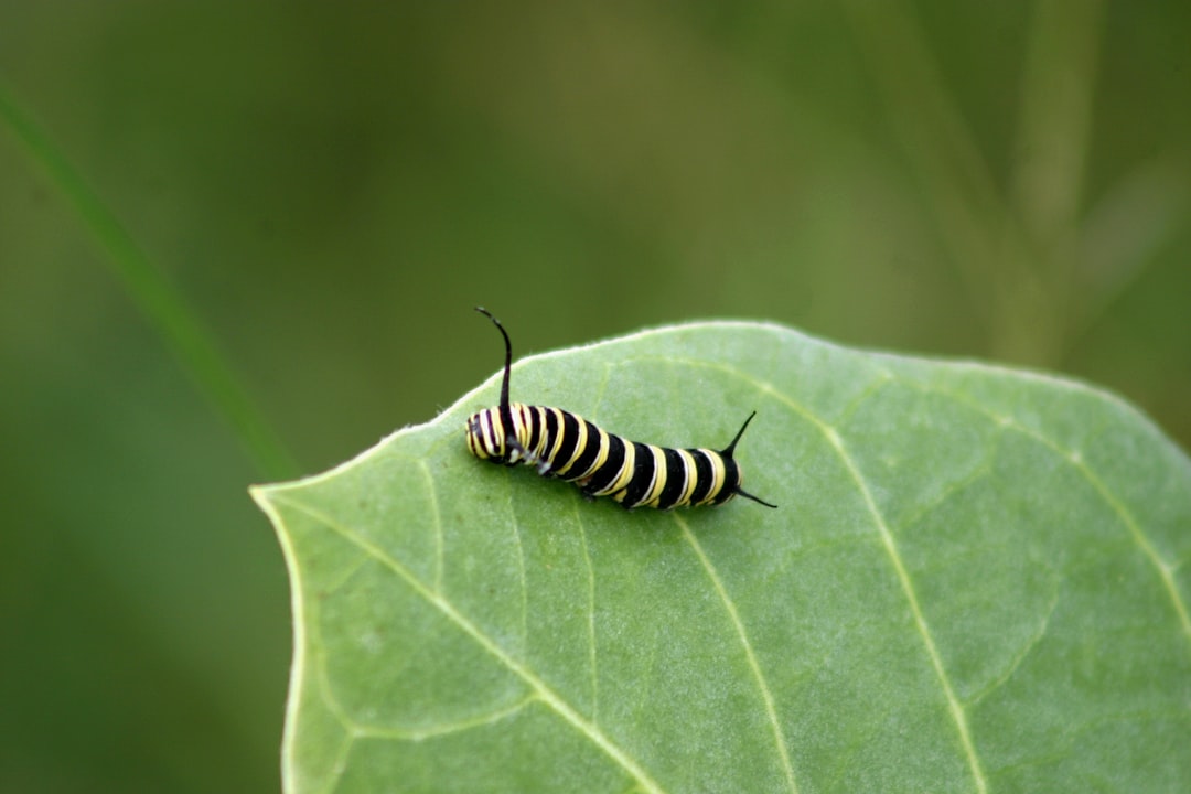 Reviving Your Indoor Green Friends: Solutions to Common Houseplant Woes