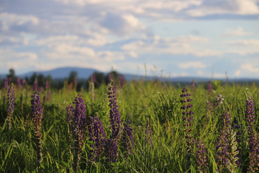 California's Gardening Gems: Easy Perennials Unveiled