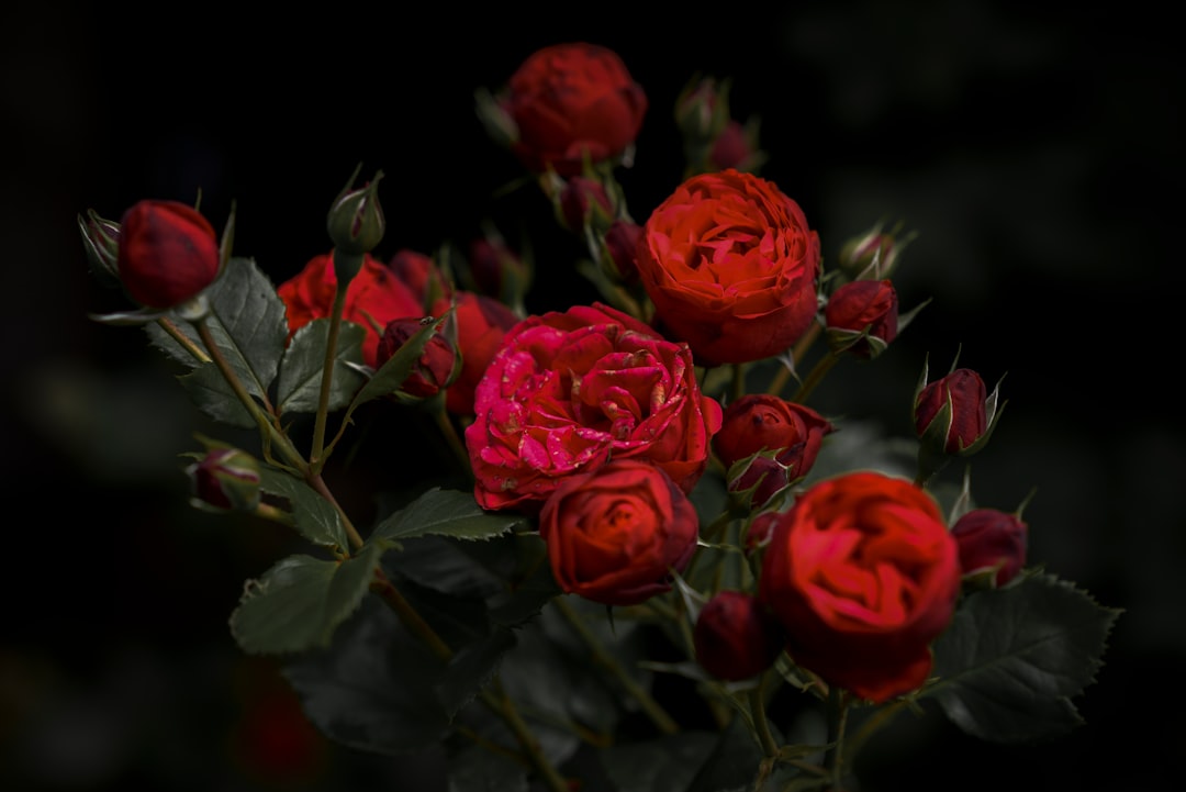 The Enchanting Role of Floribunda Roses in Landscaping