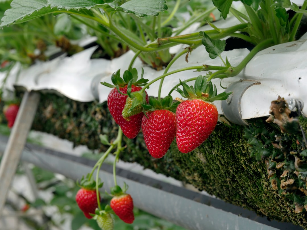 The Secret to Thriving Strawberries: Optimal Watering