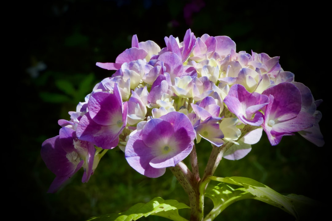 The Enchanting World of Low-growing Groundcover Roses