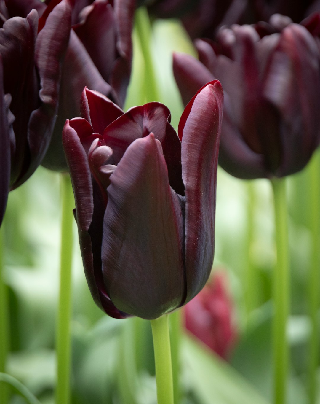 Conquer Your Garden's Invaders: Expert Solutions