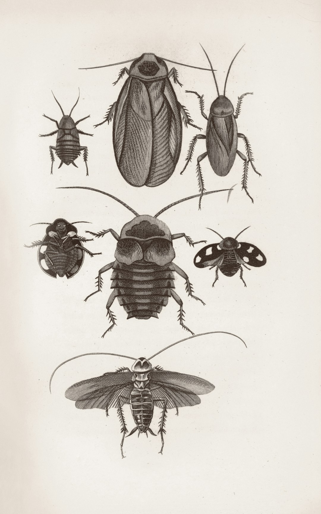 The Secret to a Flourishing Lemon Cypress During the Holidays and Beyond The Secret to a Flourishing Lemon Cypress During the Holidays and Beyond