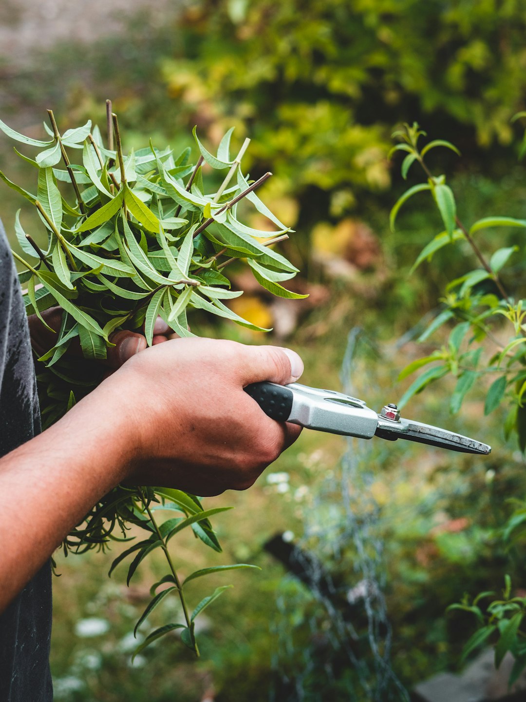 The Secret to Thriving Christmas Cacti: Watering Wisely