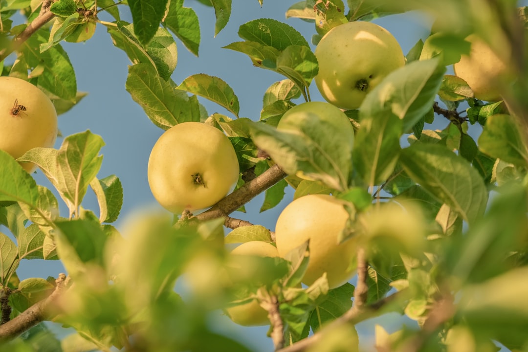 Secrets to a Bountiful Vegetable Garden: Weed - Free and Flourishing
