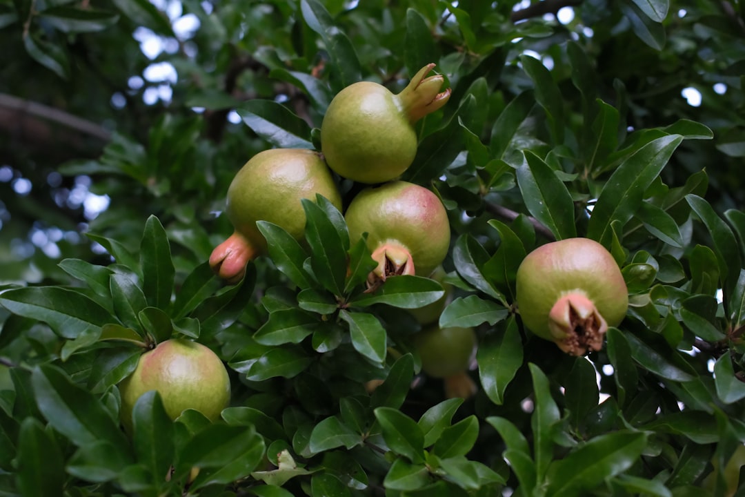 Battling the Tiny Invaders in Your Garden