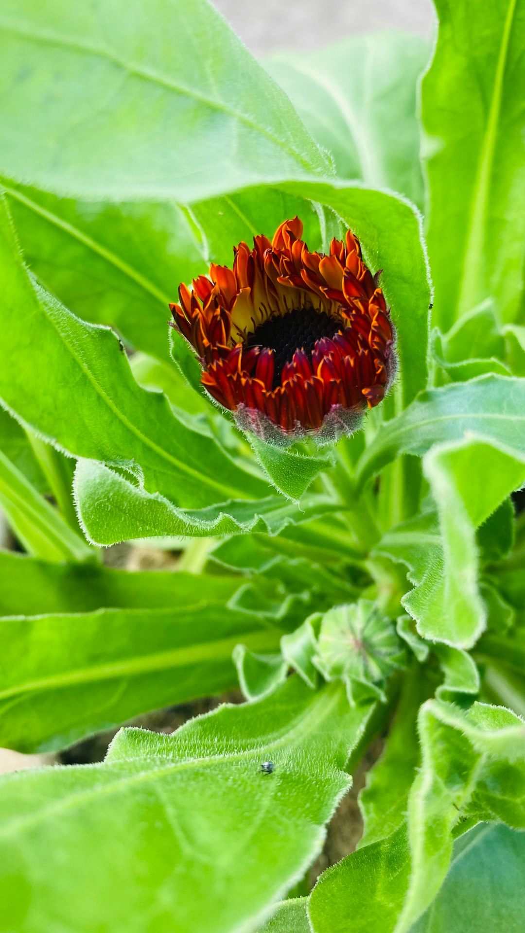 The Secret Allies of Sage in Your Edible Garden
