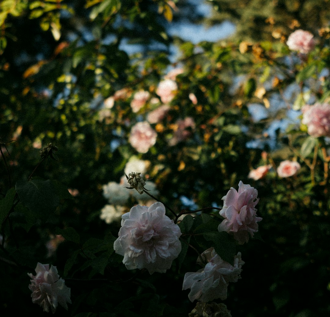 Unveiling the Secrets to a Thriving Lawn