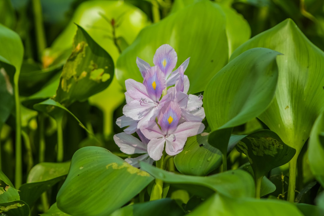 Unleashing the Potential of Your Dahlias: A Guide to Error-Free Gardening