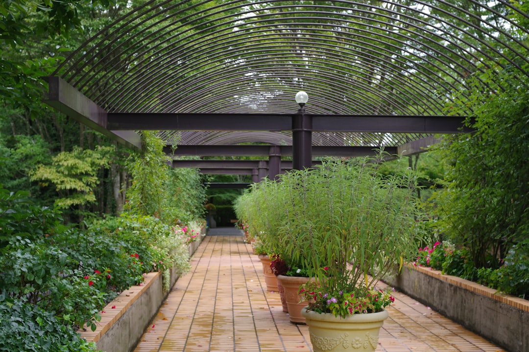 The Art of Ornamental Grass Trimming in Your Yard