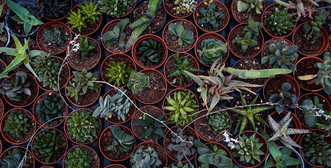 Navigating Winter Repotting of Houseplants