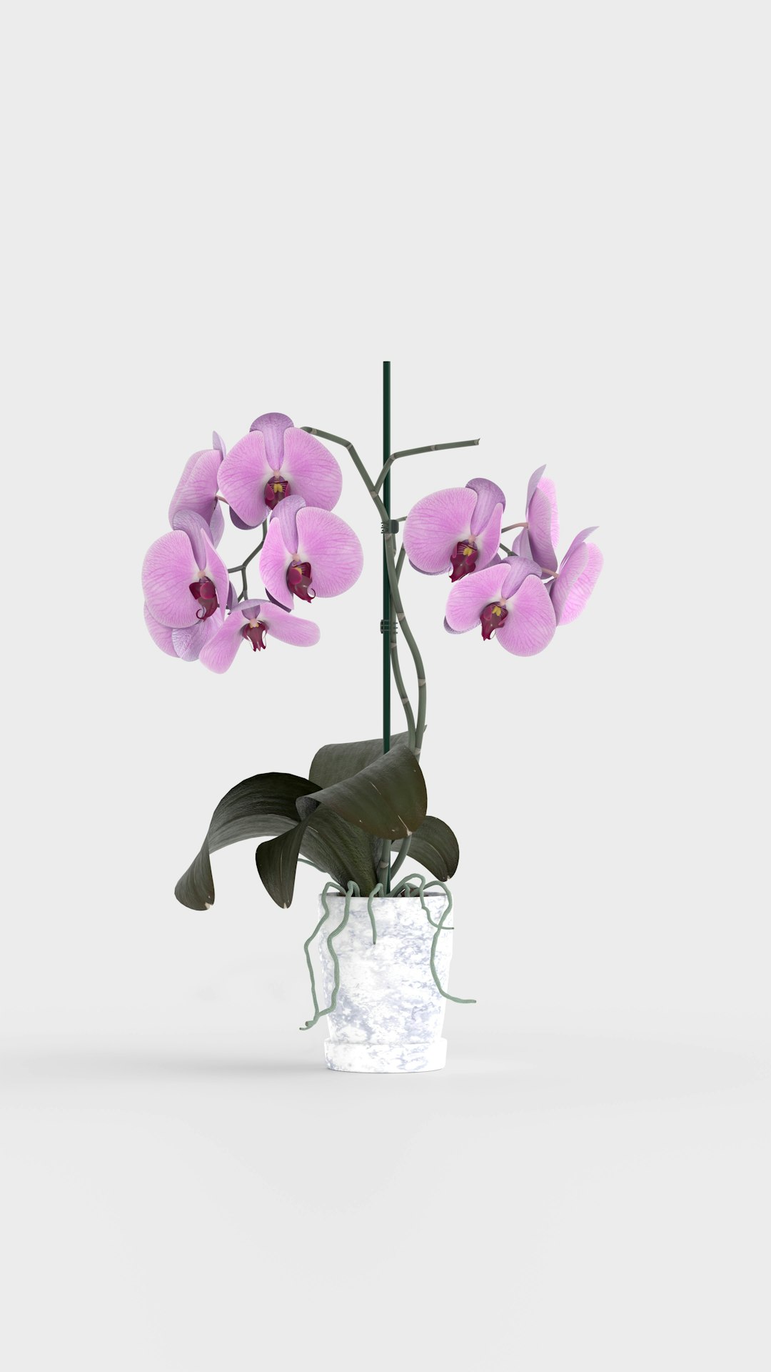 Elevate Your Orchid Display with Hanging Pots