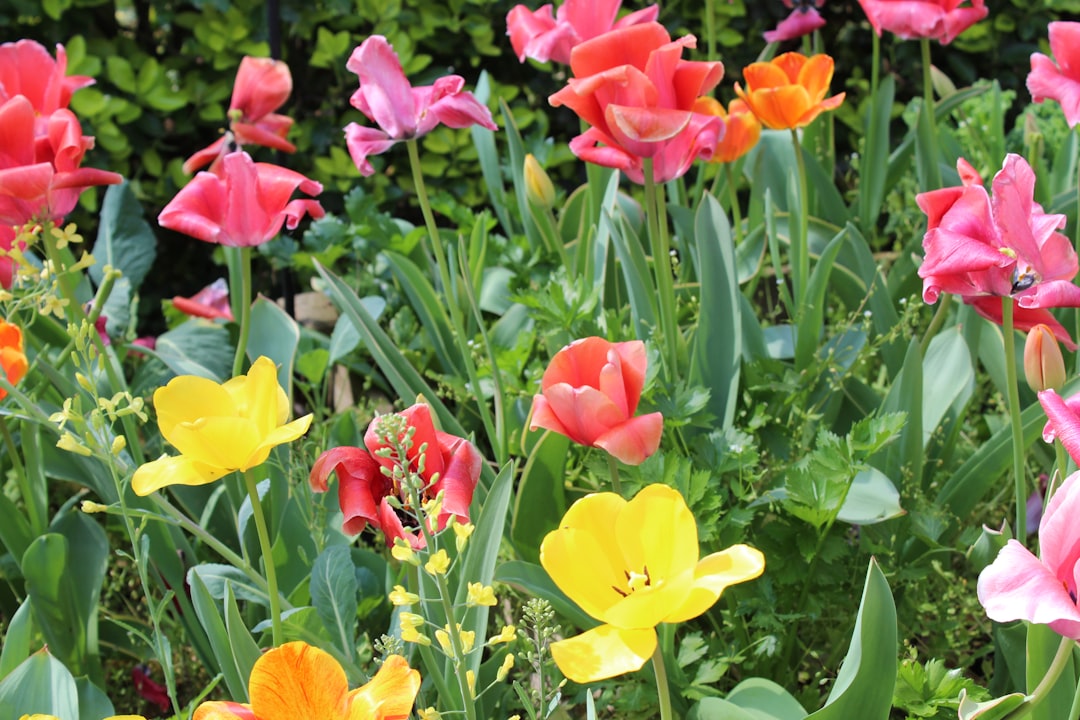 Unveiling the Charm of Dogwood Shrubs in Your Garden