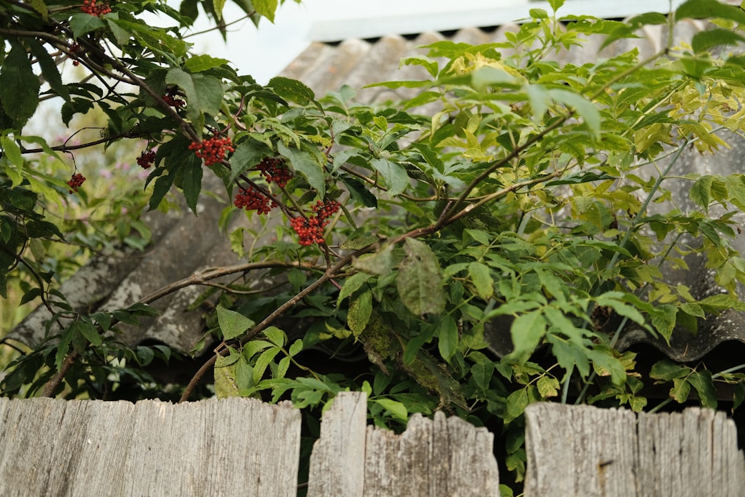 The Growth Odyssey of Red Maples