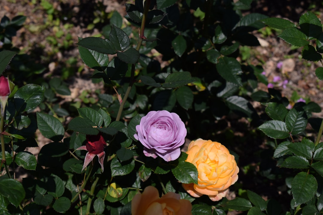 Unleashing the Beauty of Clematis: A Propagation Guide