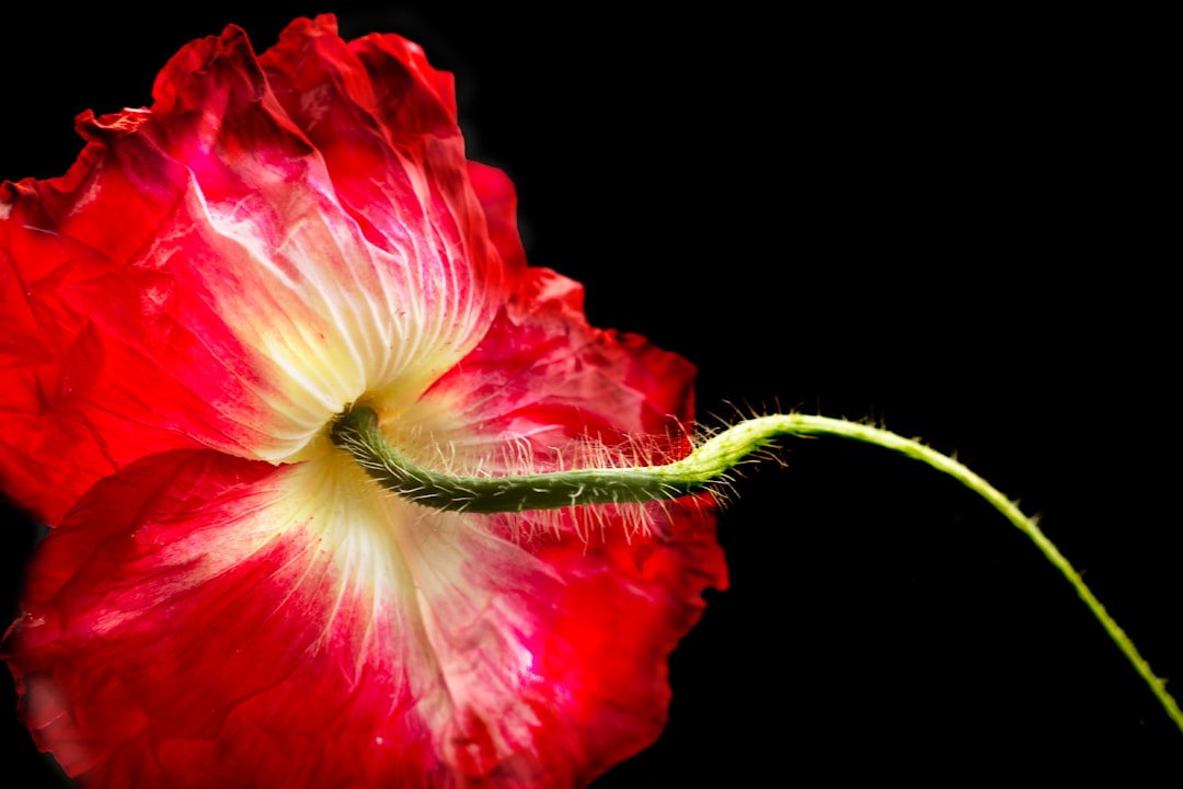 The Silent Threat to Your Indoor Greenery