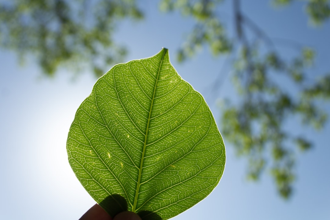 The Enchanting Fragrance of Garden Vines