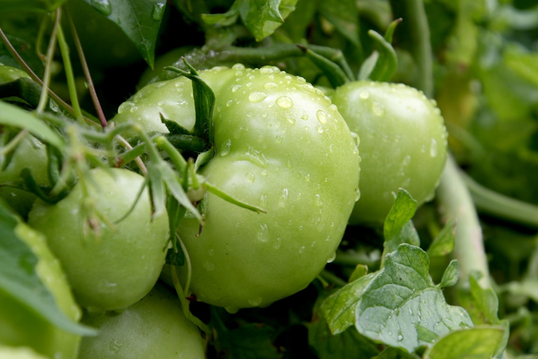 Reap the Rewards of Homegrown Corn
