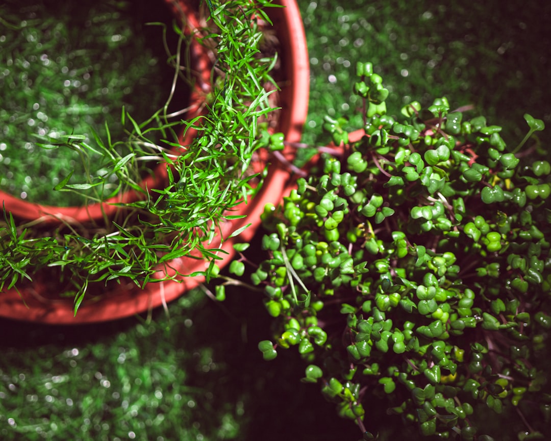 Unleash the Power of Natural Compost Accelerators in Your Yard