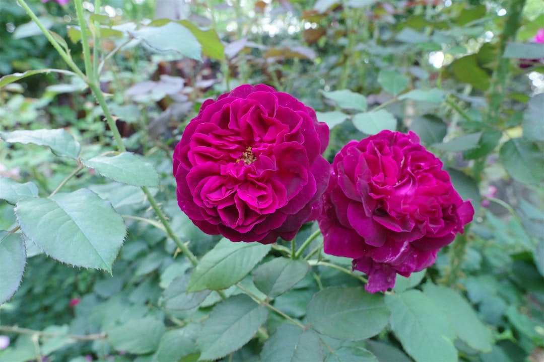 Revive Your Garden Bed: Simple Fixes for Common Woes