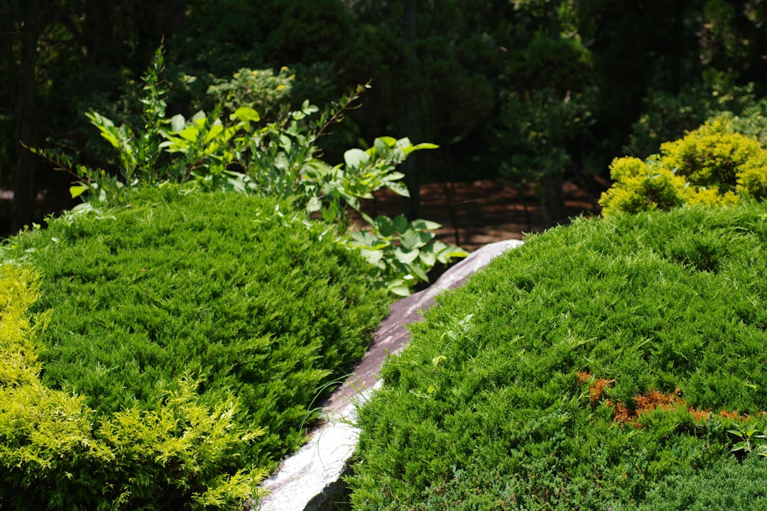 The Enigmatic Ponytail Palm: A Succulent Gem for Your Home