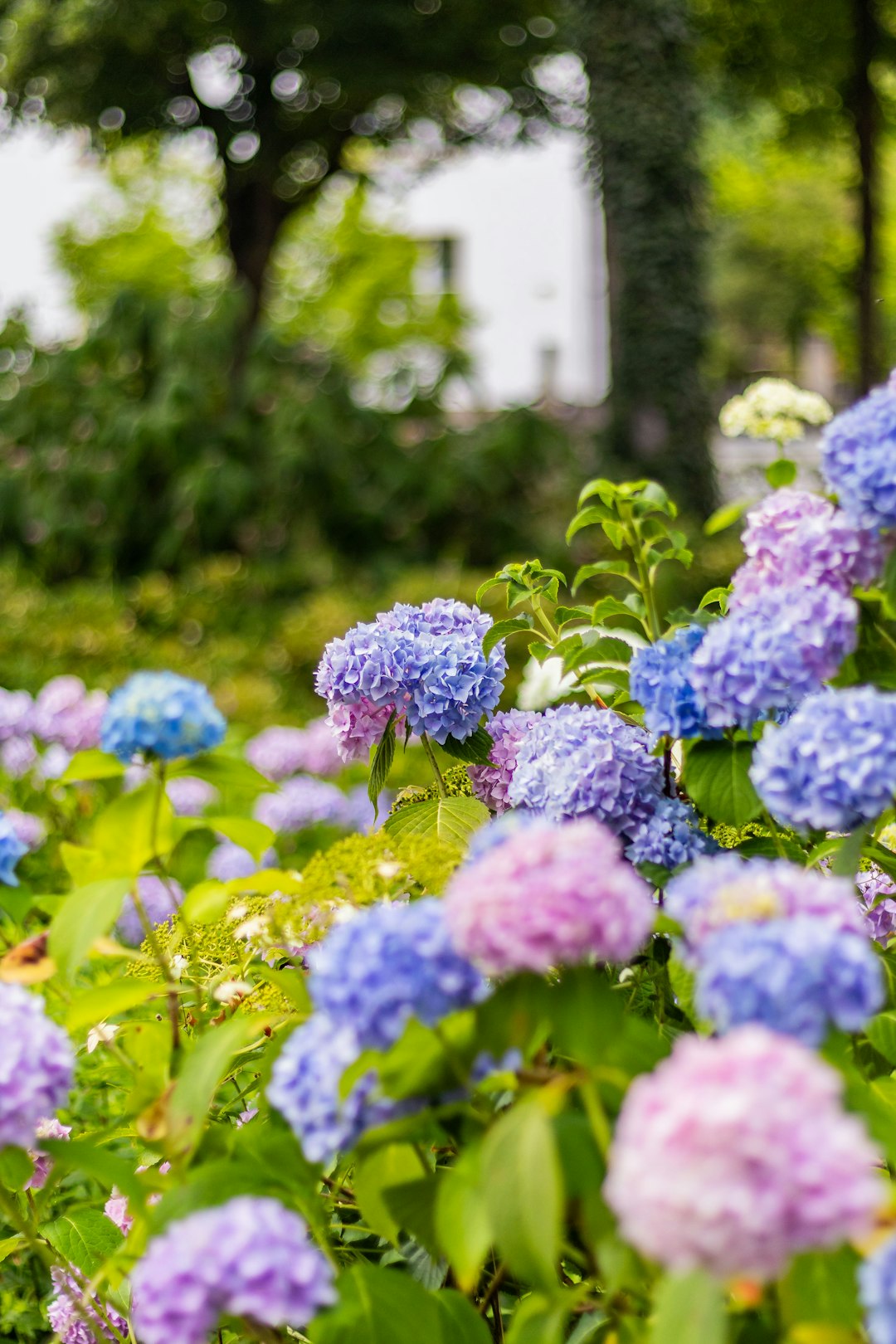 A Year - Round Oasis: The Magic of a Lush Woodland Garden