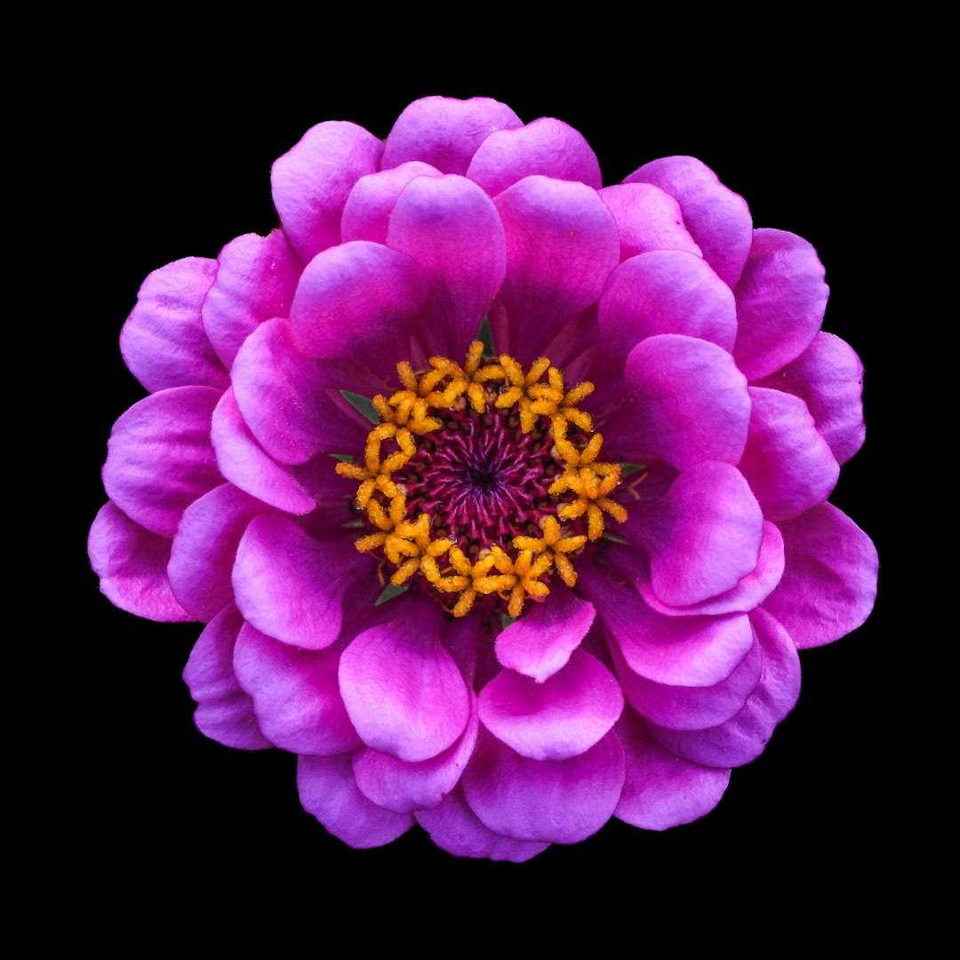 The Enchanting World of Daisies in Your Garden
