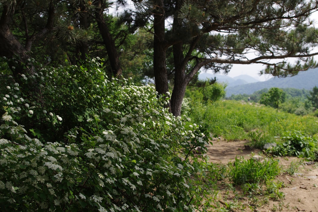 Summer Pruning: The 10 Flowering Plants to Leave Alone