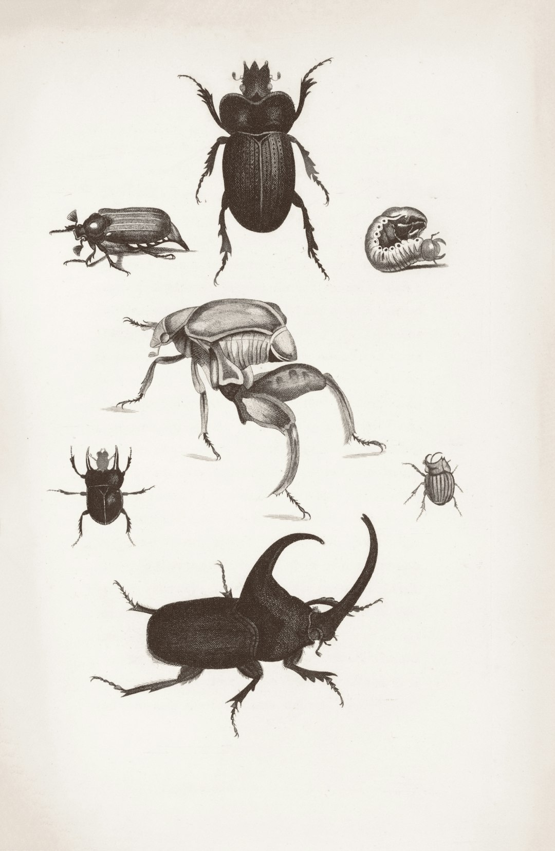 Conquering Flea Beetles in Your Garden: A Beginner's Handbook