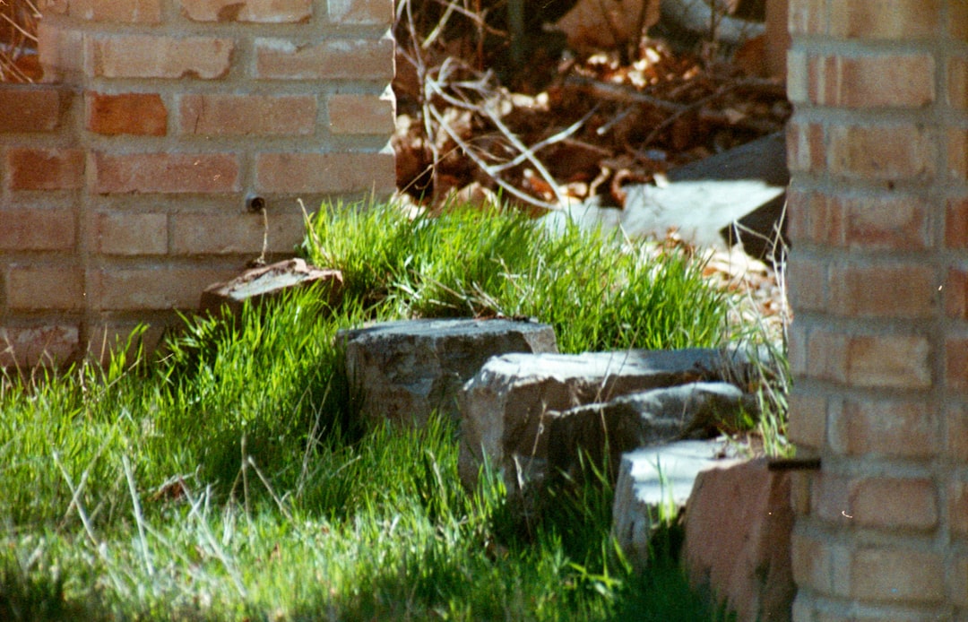 Unleashing the Charm of Cottage Gardens: A Low - Effort, High - Color Haven