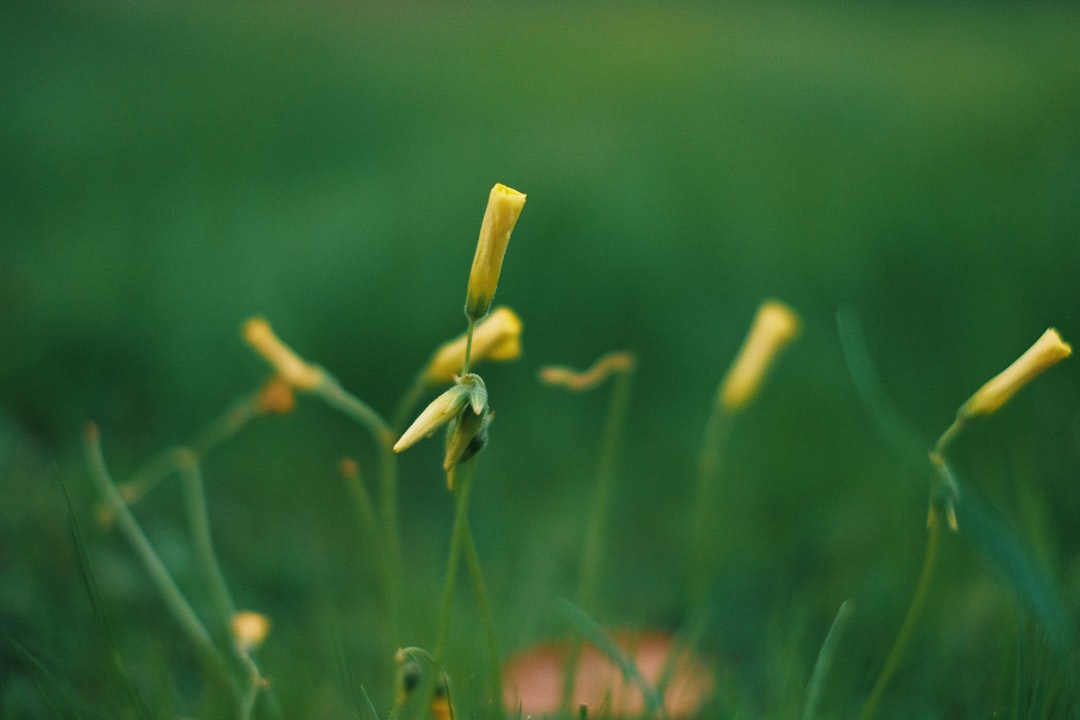 Unveiling the Secrets to a Mole - Free Yard