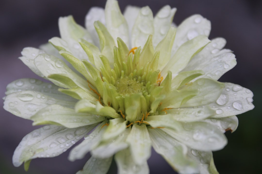 The Enchanting World of Angel Trumpet in Annuals Gardening
