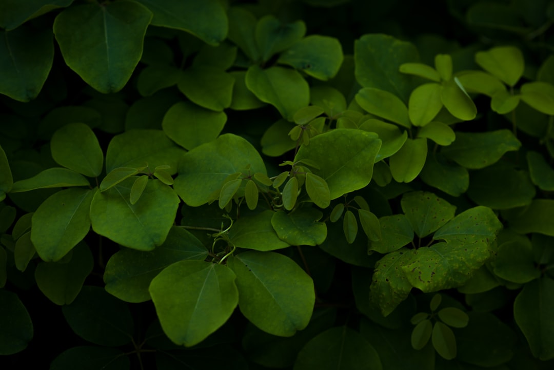 The Secret Art of Air-Layering Your Indoor Green Friends