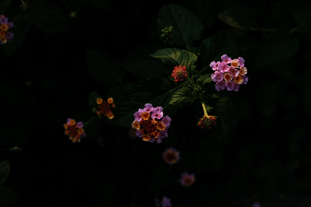Unleashing the Beauty of Crape Myrtle: Pruning Secrets Revealed