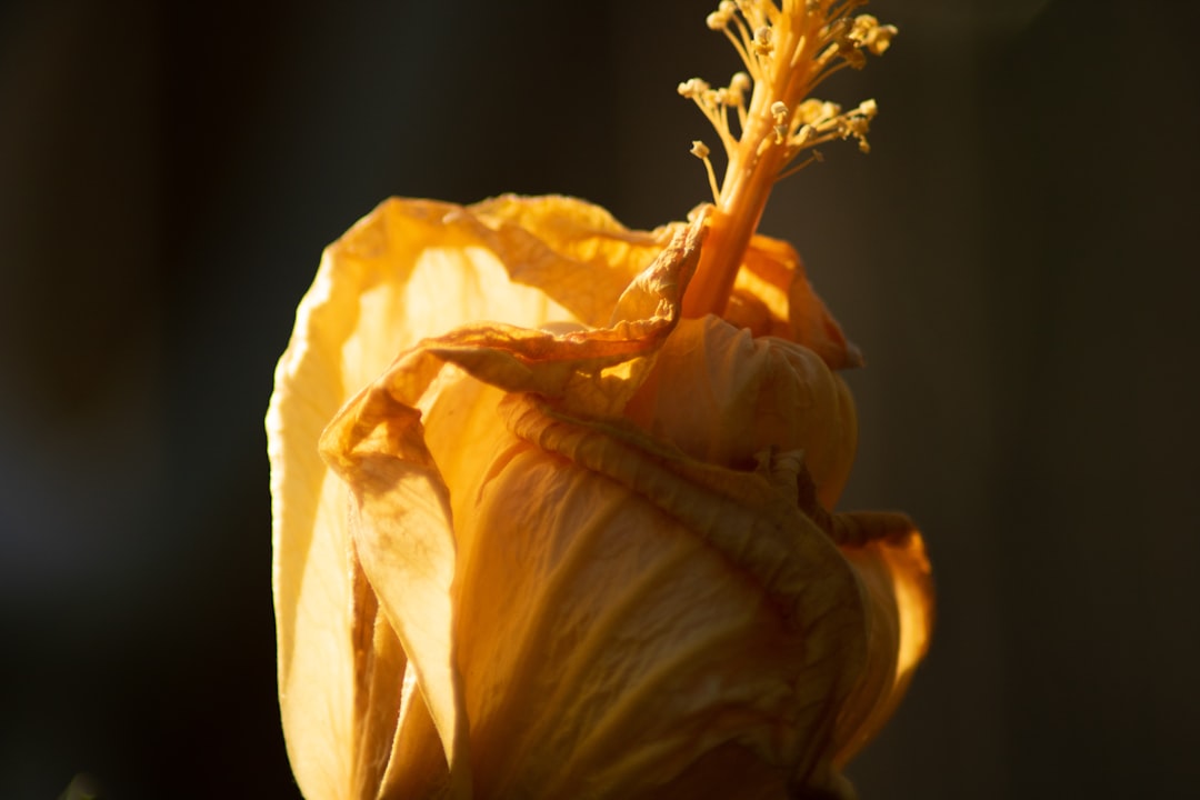 Unveiling the Growth Timeline of Sunflowers: A Comprehensive Guide