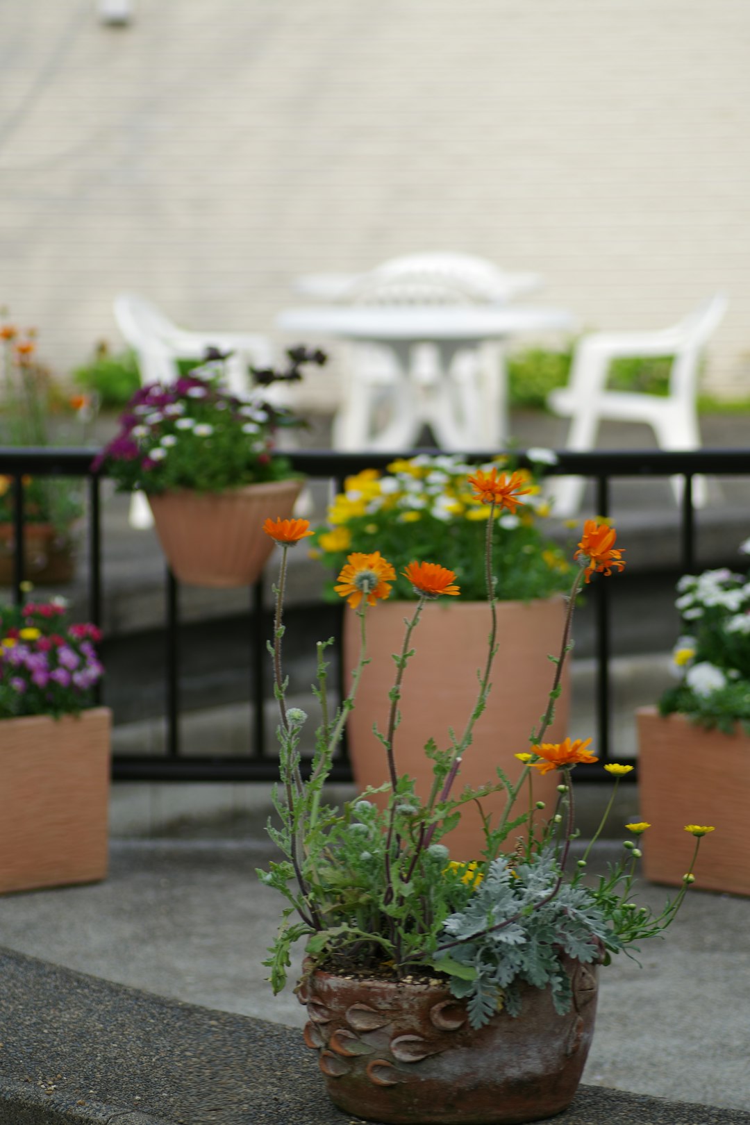 Balcony Beauties: Thriving Houseplants for Your Outdoor Oasis