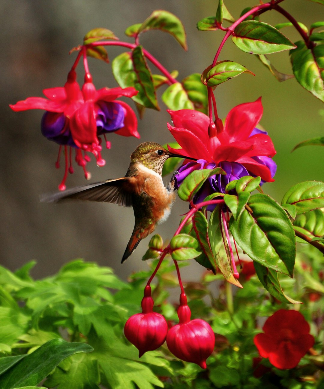 Unleash the Magic of Hummingbird - Friendly Gardens