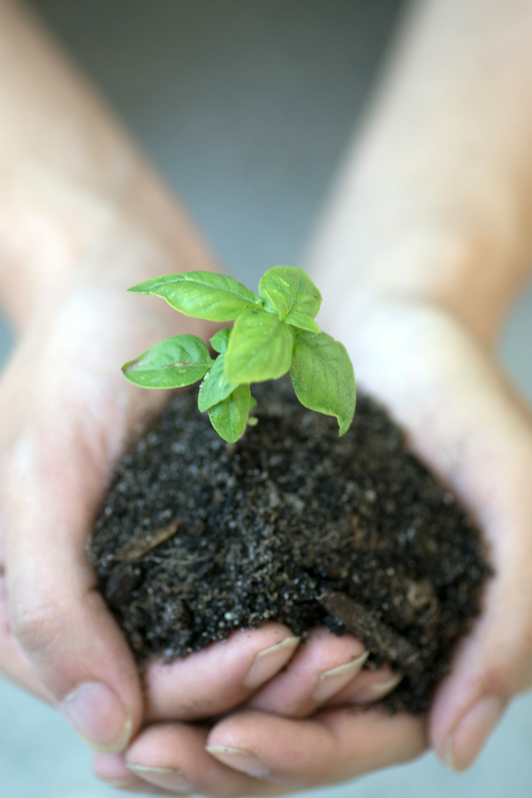The Secret to Thriving Potted Sunflowers
