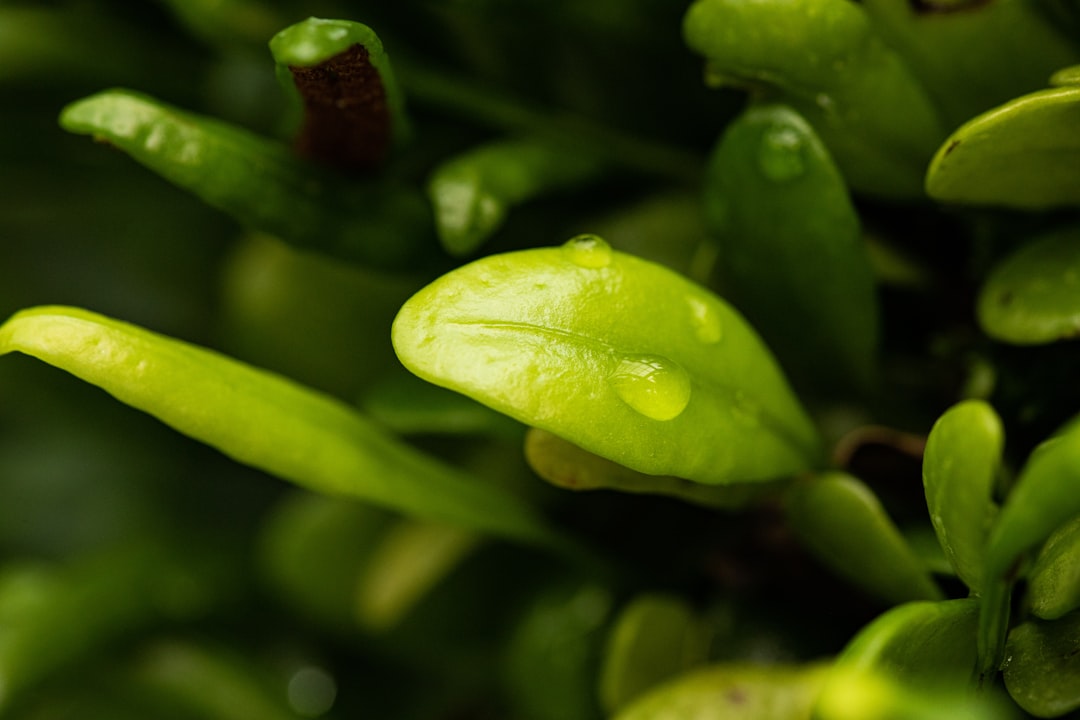 The Art of Selecting Plant Sizes for Your Landscape