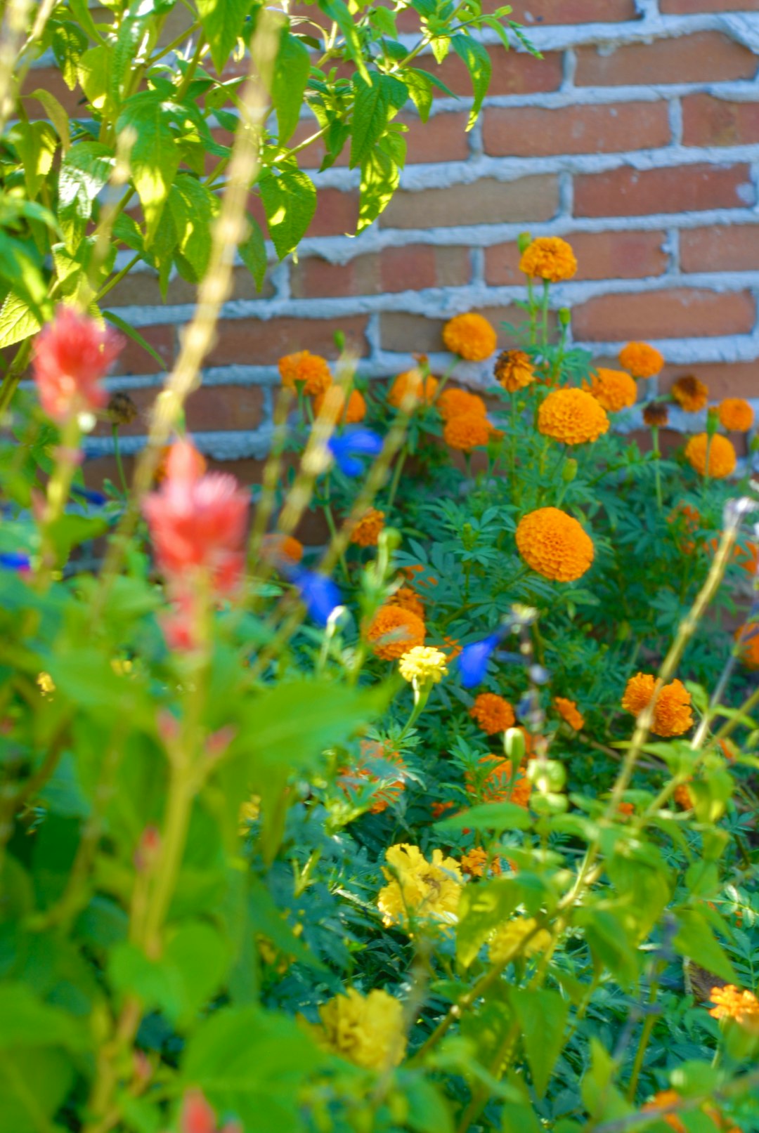 The Secret to a Lush Lawn: Aerating and Overseeding