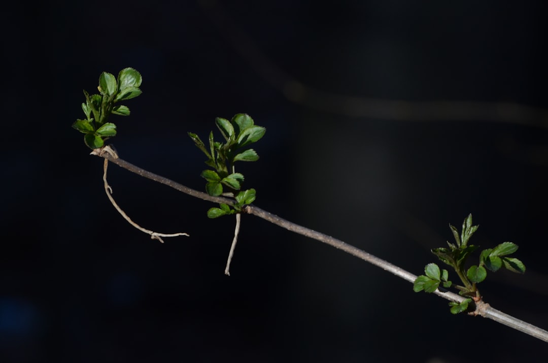 The Secret to Thriving Houseplants: Shielding from the Sun