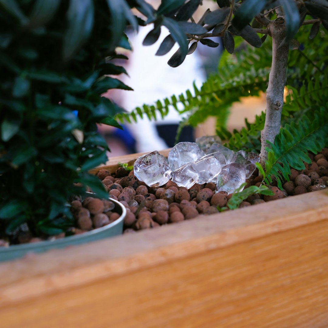 Unveiling the Secrets of Oregano Harvesting for a Bountiful Season