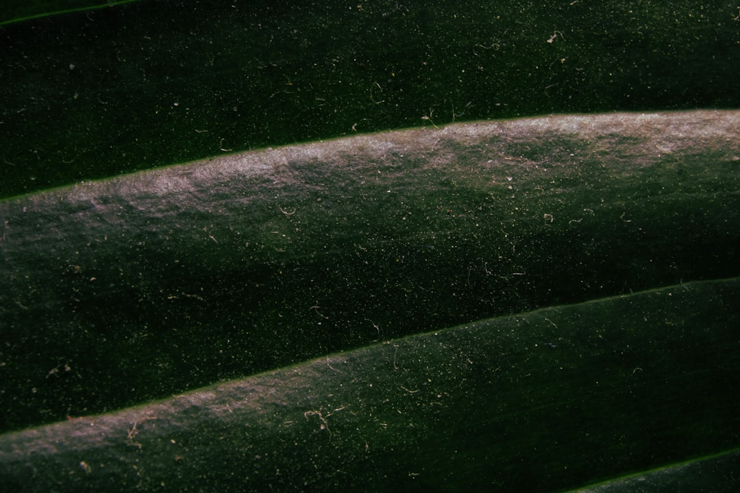 Cracking the Code of Bitter Cucumbers: Tips for a Sweet Harvest Cracking the Code of Bitter Cucumbers: Tips for a Sweet Harvest