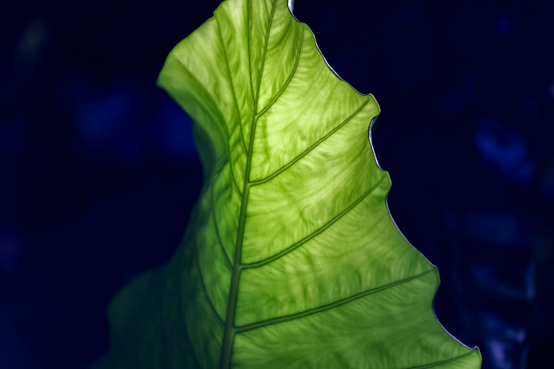 Secrets to Keeping Your Indoor Greenery Thriving in Winter