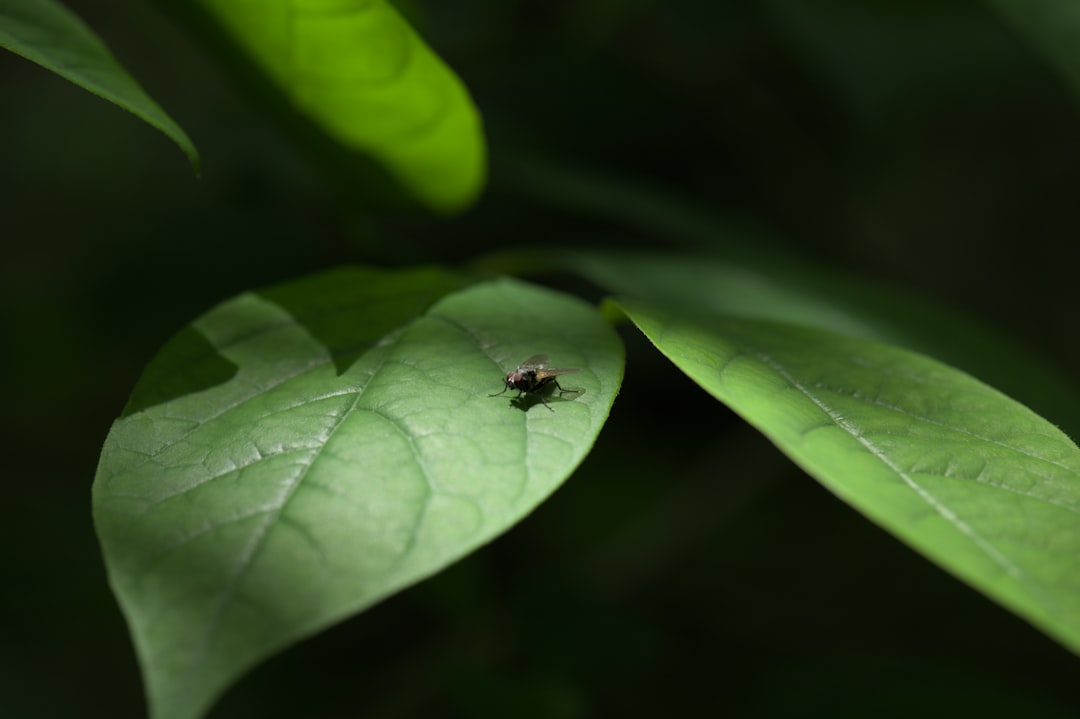 Unveiling the Secrets of Winter Shrub Protection