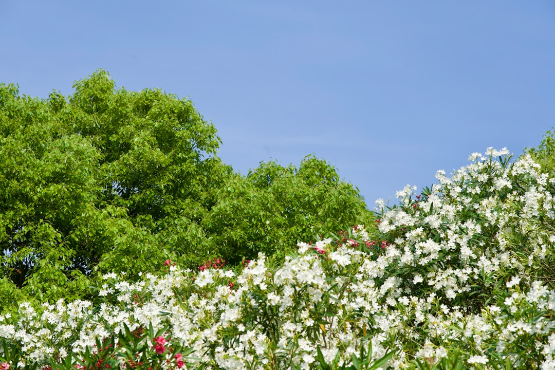The Secret to a Stunning Home Garden: Key Plant - Selection Factors